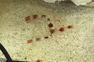 Banded Coral Shrimp Thumbnail