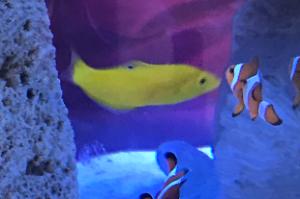 Yellow Wrasse Thumbnail