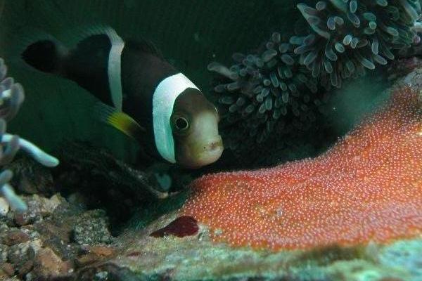 Mauritian Clownfish / Amphiprion chrysogaster 14