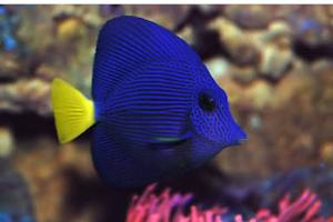 Purple tang Thumbnail