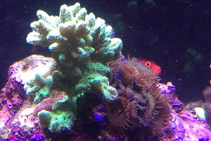 Horn Coral Thumbnail