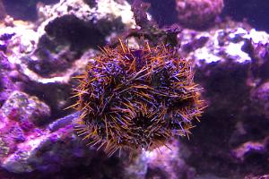 Collector Urchin Thumbnail