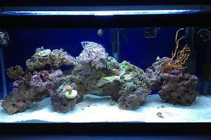 Majestic Reef Thumbnail