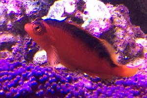 Flame Hawkfish Thumbnail