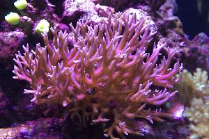 Birdsnest Coral Thumbnail