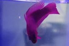 Orchid Dottyback Thumbnail