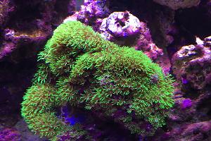 Pacific Encrusting Gorgonian Thumbnail