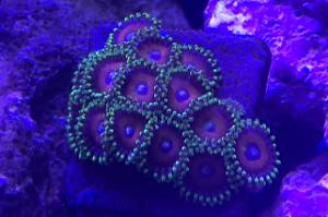 Eagle Eye Zoanthids Thumbnail