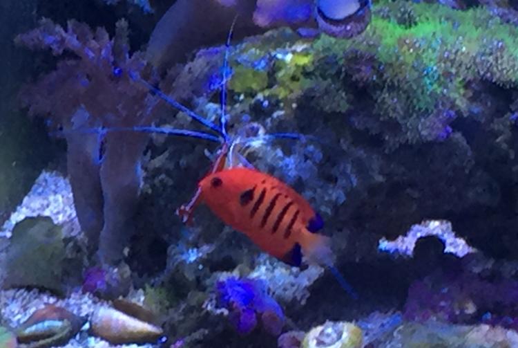 Flame Angelfish