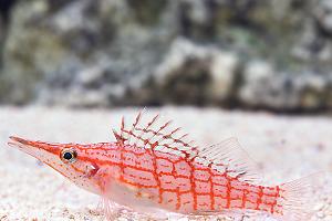 Longnose Hawkfish Thumbnail