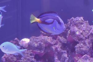 Regal Tang Thumbnail