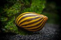 Nerite Snail Thumbnail