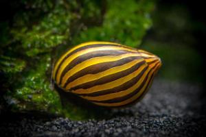 Zebra Nerite Snail Thumbnail