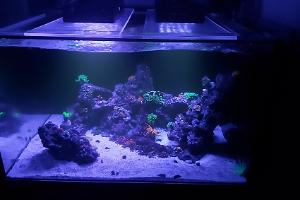 600L Reef on Nov 27, 2019