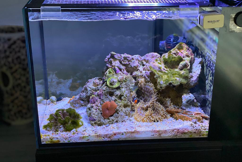 TnT Reef on Nov 28, 2019