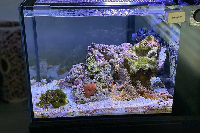 TnT Reef Thumbnail