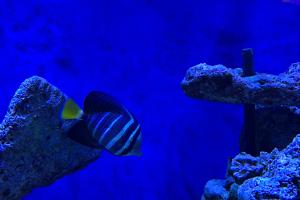 Sailfin tang Thumbnail