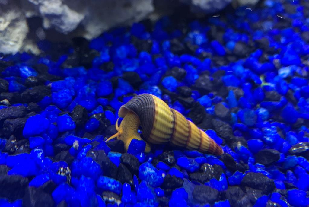 Gold Rabbit Snail