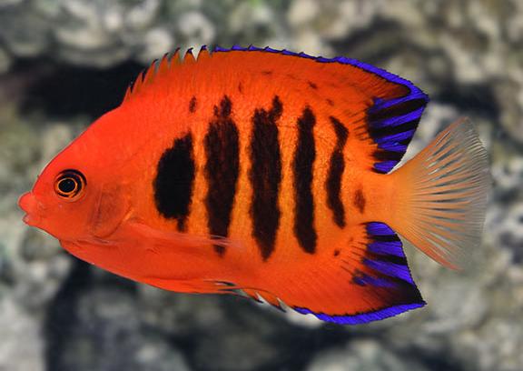 Flame Angelfish