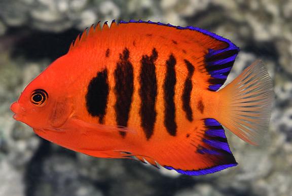 Flame Angelfish