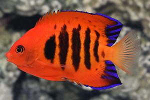 Flame Angelfish Thumbnail