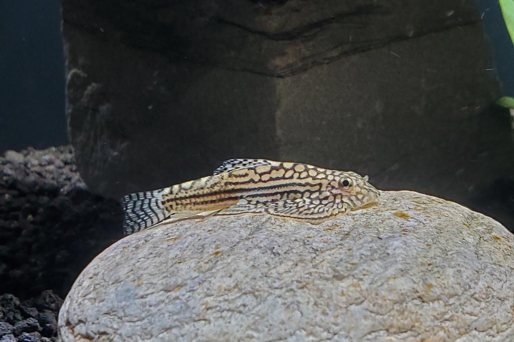 Reticulated Hillstream Loach / Sewellia lineolata 35