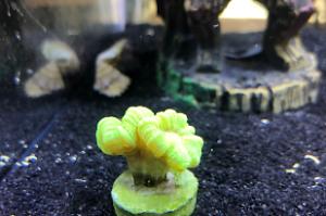 Candy cane coral Thumbnail