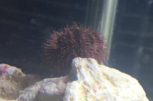 Tuxedo urchin Thumbnail