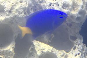 Blue yellow tail damsel Thumbnail