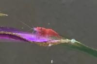 Shrimp Thumbnail