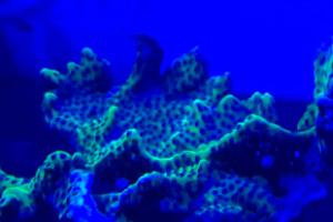 Montipora spongodes Thumbnail