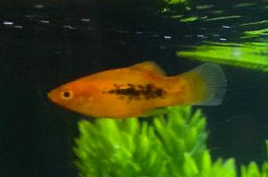 Platy Thumbnail