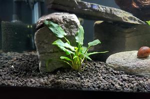 Cryptocoryne wendtii Thumbnail