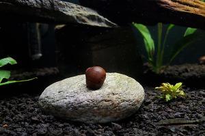 Nerite Snail Thumbnail