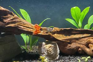 Yellow Cobra Guppy Thumbnail