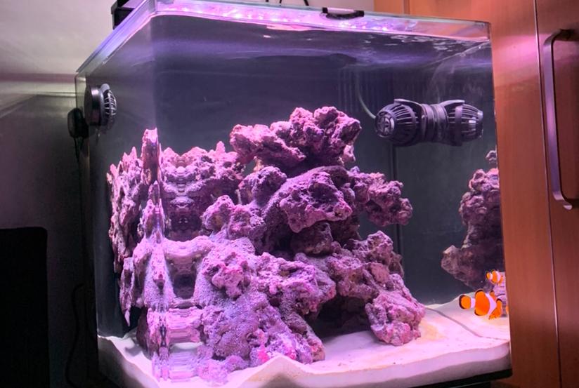 Nano reef 55l on Dec 9, 2019