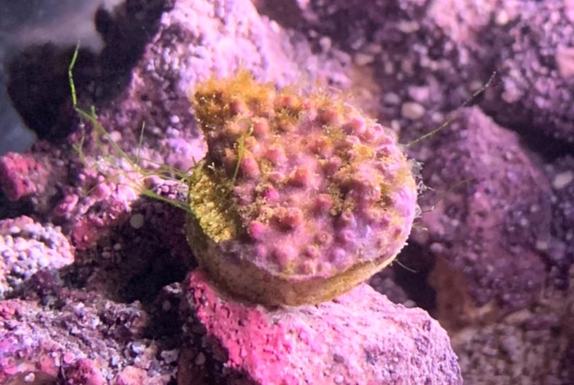 Green star polyp