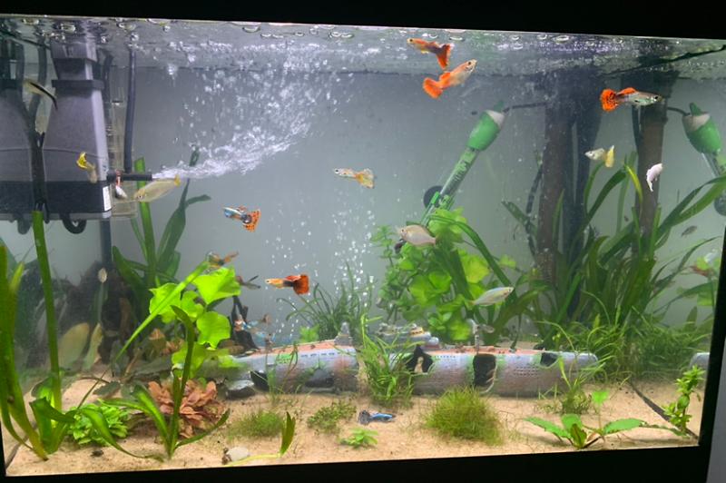 Guppy tank  Thumbnail