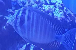 Sailfin Tang Thumbnail