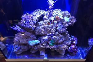 Dub Reef Thumbnail