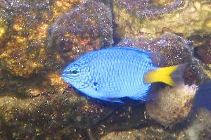 Yellowtail Damselfish Thumbnail