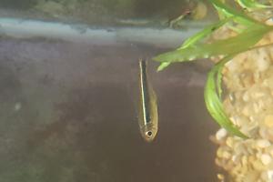 Black neon tetra Thumbnail