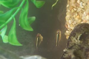 Large black neon tetra Thumbnail