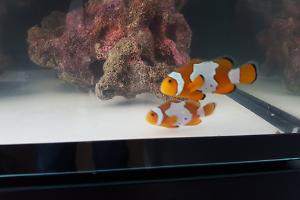 snowflake clown fish Thumbnail