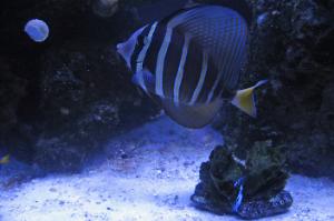 Sailfin Tang Thumbnail