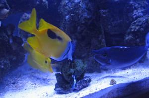 Foxface Rabbitfish Thumbnail