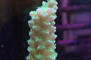 Unique Corals Tenuis Acropora