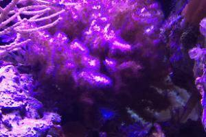 SPS Pocillopora pink Thumbnail