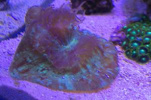 Lps Trachyphyllia Green Thumbnail