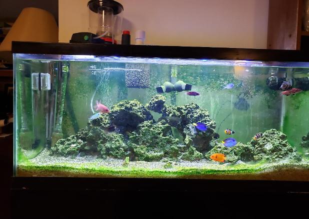 Saltwater Attic Tank on Dec 15, 2019